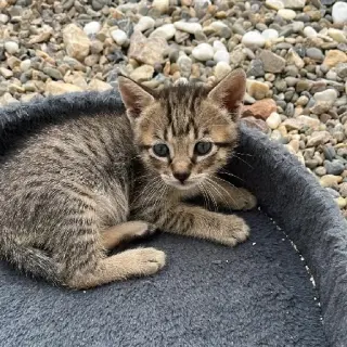 Gina