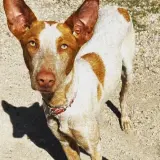 Adopta a Nanuca