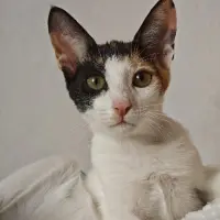Adopta a Gitanilla