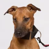Adopta a Dandelión