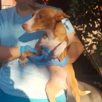 Adopta a Paulina