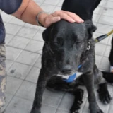 Adopta a Xena