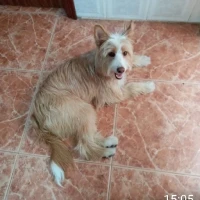 Adopta a Mariposa Ir