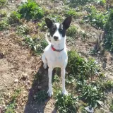 Adopta a Yako