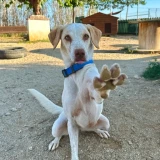 Adopta a Bianca