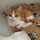 Adopta a Bruno