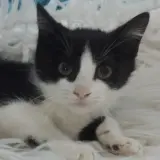 Adopta a Zape