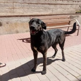 Adopta a Perrita