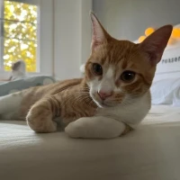 Adopta a Chris Hemsworth