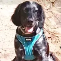 Adopta a Neo