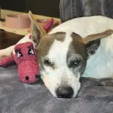 Adopta a Lati