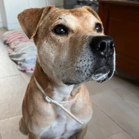 Adopta a Nilo