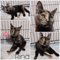 Adopta a Rina
