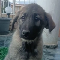 Adopta a Tino