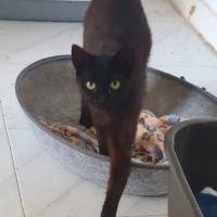 Adopta a Zoe