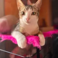 Adopta a Ron