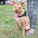 Adopta a Hada