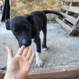 Adopta a Bravo