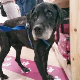Adopta a Cava