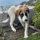 Adopta a Circles