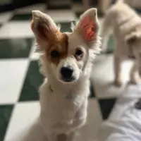 Adopta a Kira Tamaño Pequeño Tlf 645978718