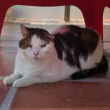 Adopta a Blacky