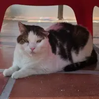 Adopta a Blacky