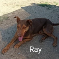 Adopta a Ray