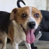 Adopta a Julia