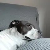 Adopta a Bella No Ppp
