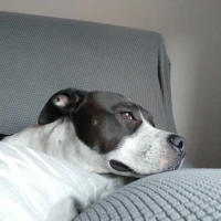 Adopta a Bella No Ppp