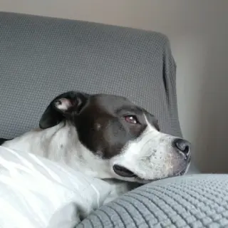 Bella No Ppp