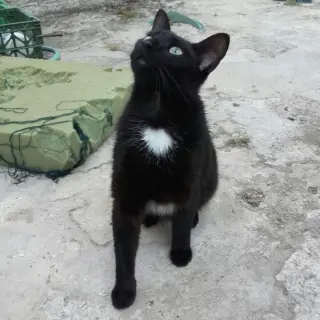 Shiro