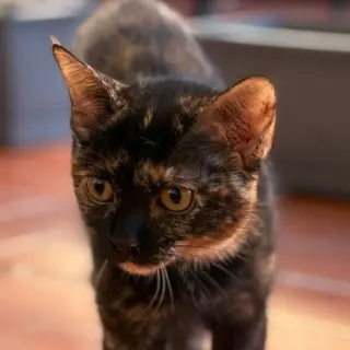 Luci