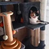 Adopta a Gala