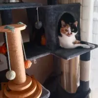 Adopta a Gala