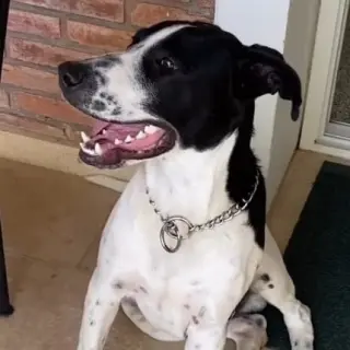 Odin