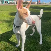 Adopta a Max