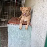 Adopta a Rocky