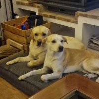 Adopta a Nanku Y Kira