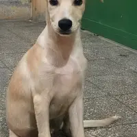 Adopta a Bianca