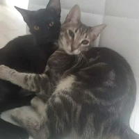 Adopta a Pili y Mili