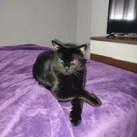 Adopta a Bicho