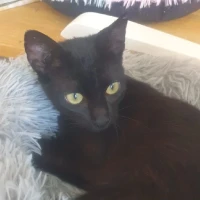 Adopta a Zoe