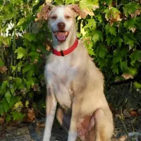 Adopta a Niko