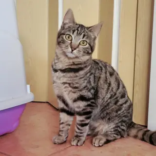 Carlos