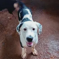 Adopta a Tom