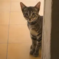 Adopta a Hilda