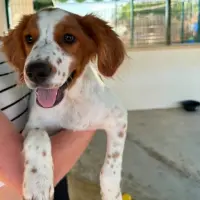 Adopta a Julio , Cachorrito 6 Meses -Tlf 645978718
