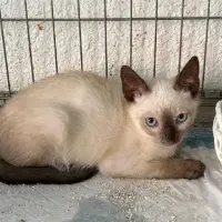 Adopta a Nuc